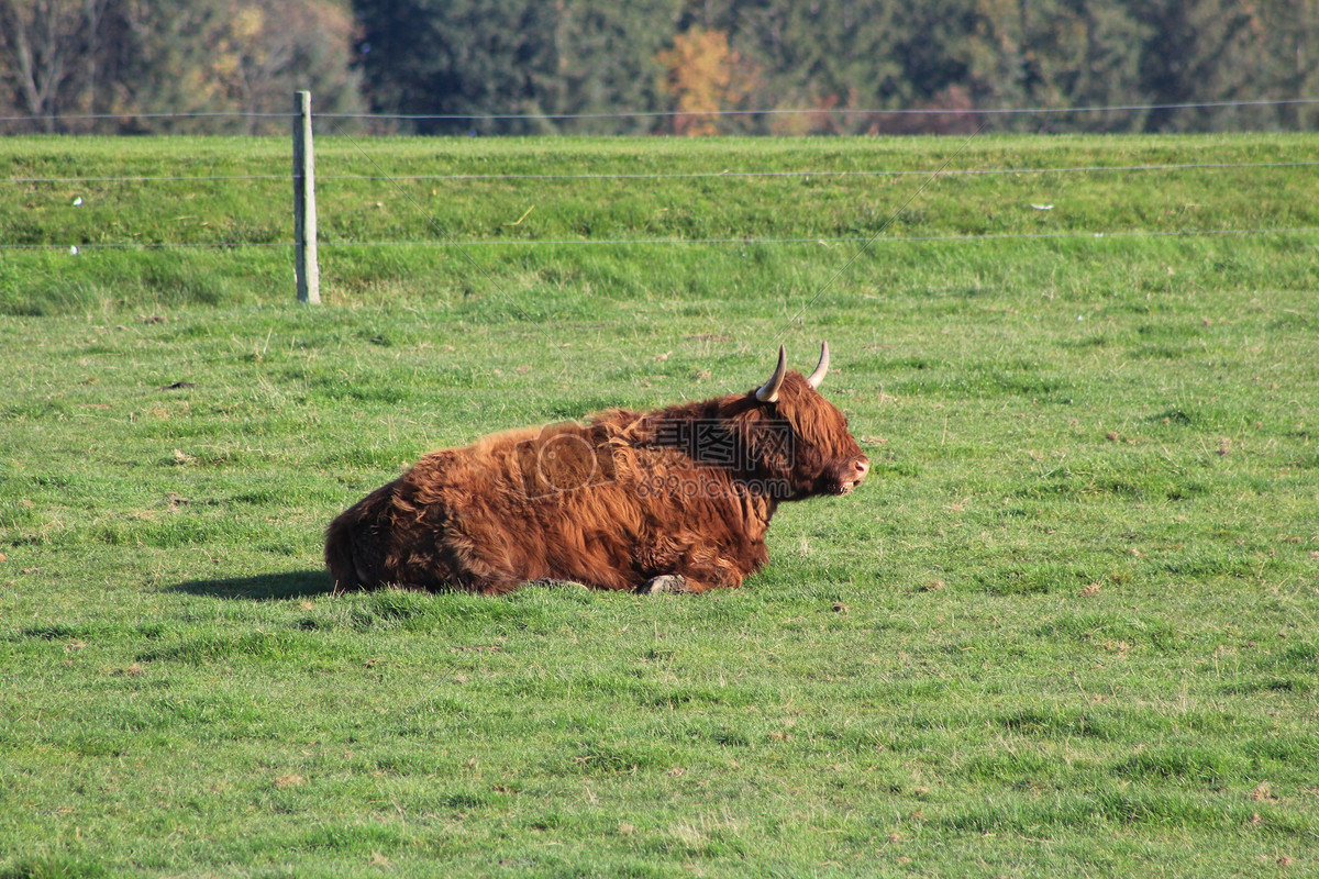 卧在草地上的牛