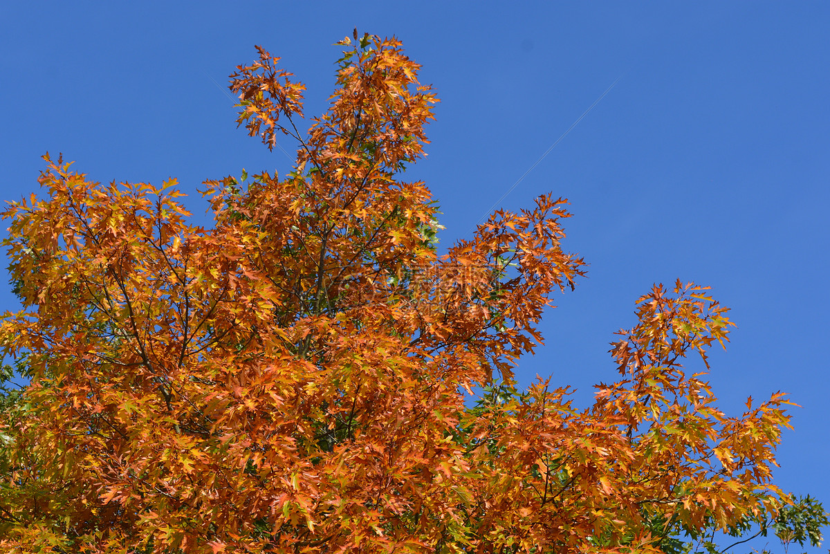 蓝天下的枫树摄影图片照片免费下载,正版图片编号,就