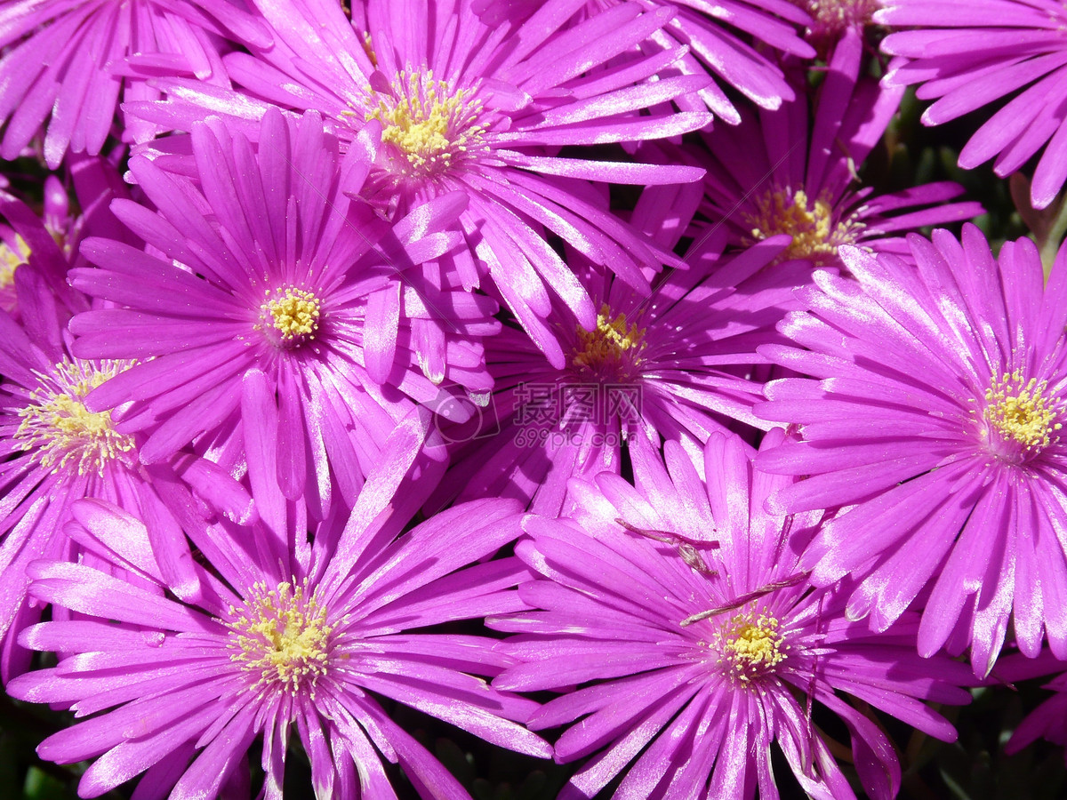 漂亮的紫色菊花