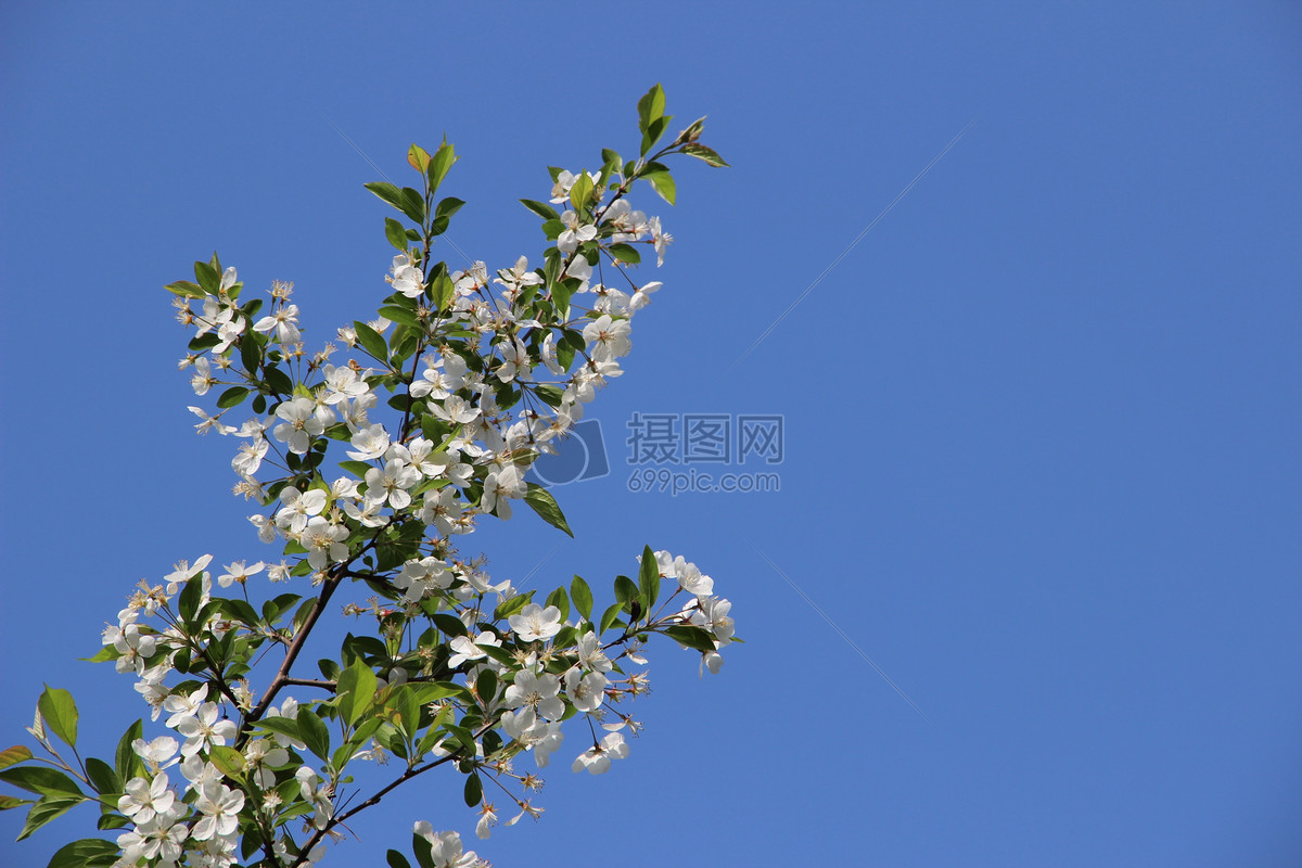 图片 照片 自然风景 蓝天下的果树.jpg