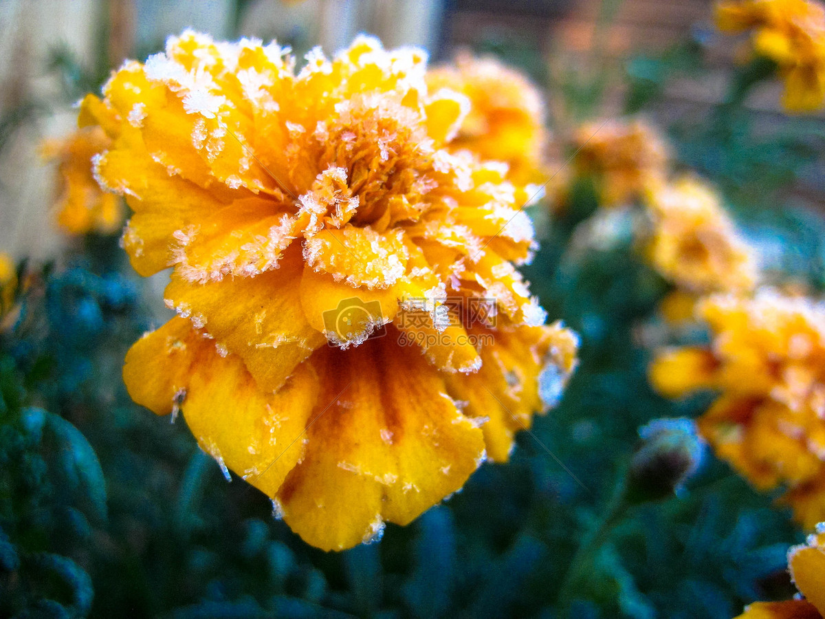 结霜的黄色花