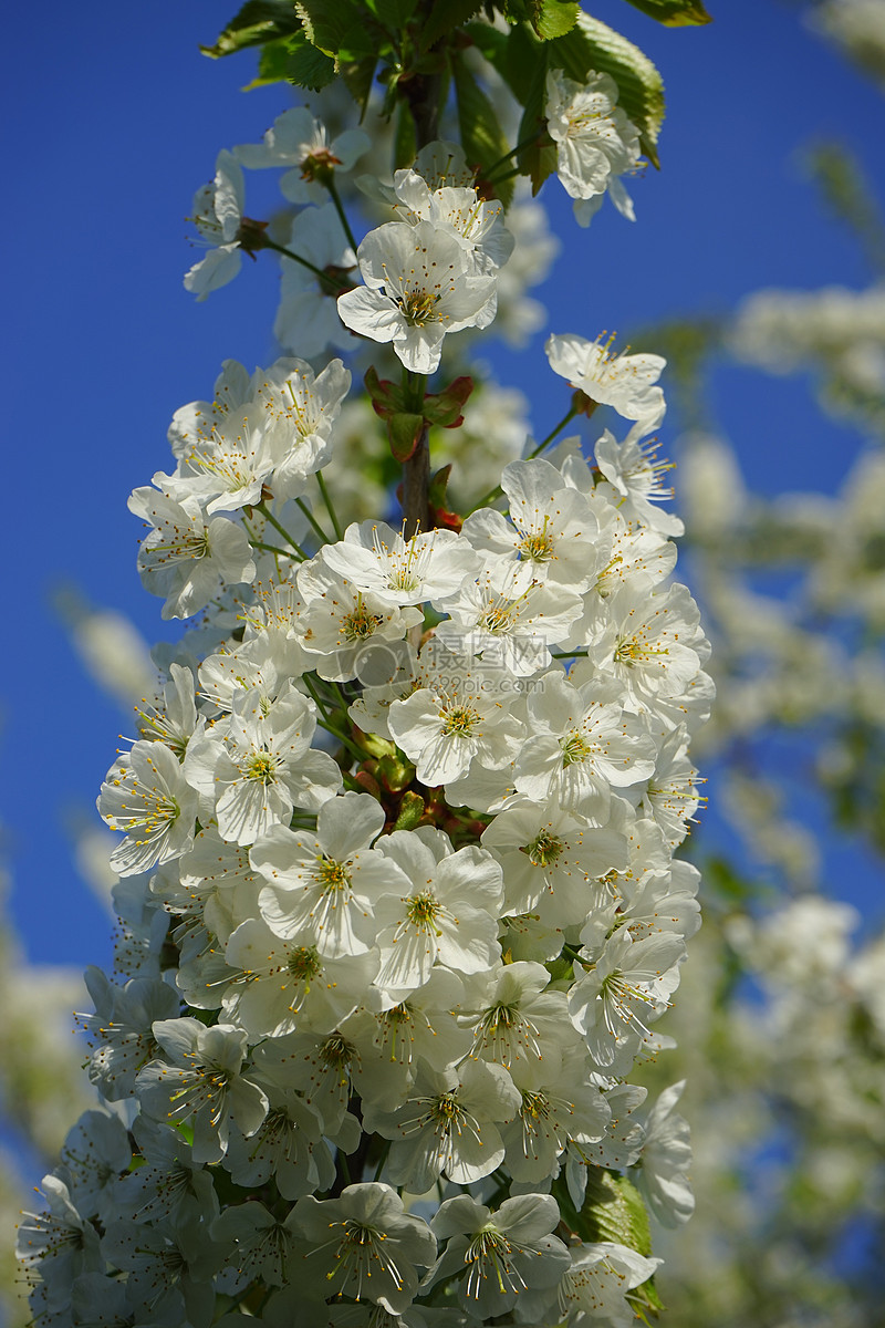 蓝天下的花朵