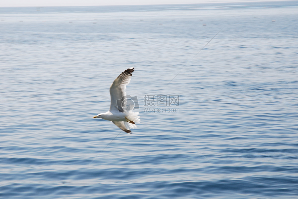 微博 花瓣 举报 标签 地中海海海鸥西班牙鸟海图片海图片免费下载