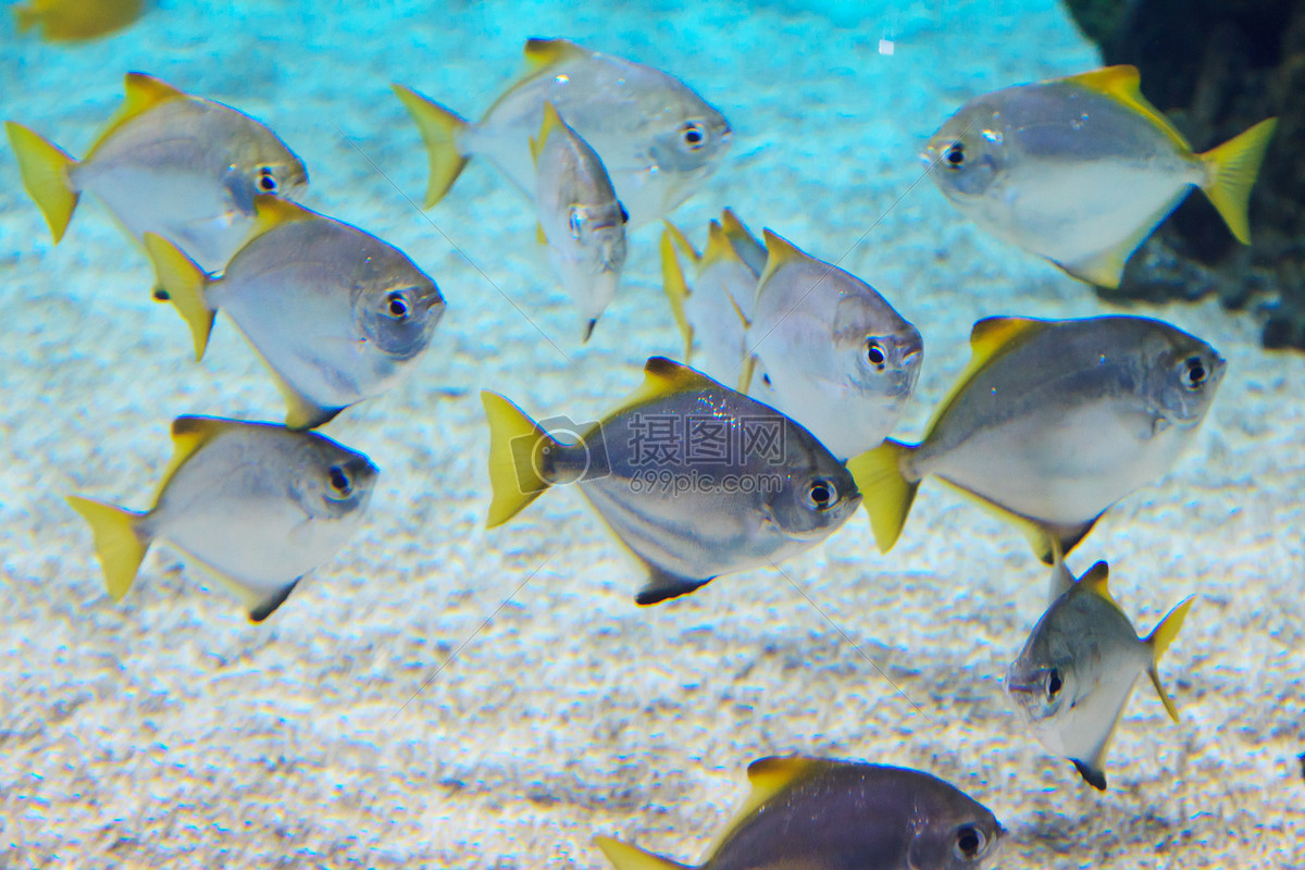 海底世界各种鱼和生物图片素材_免费下载_jpg图片格式_VRF高清图片500616040_摄图网
