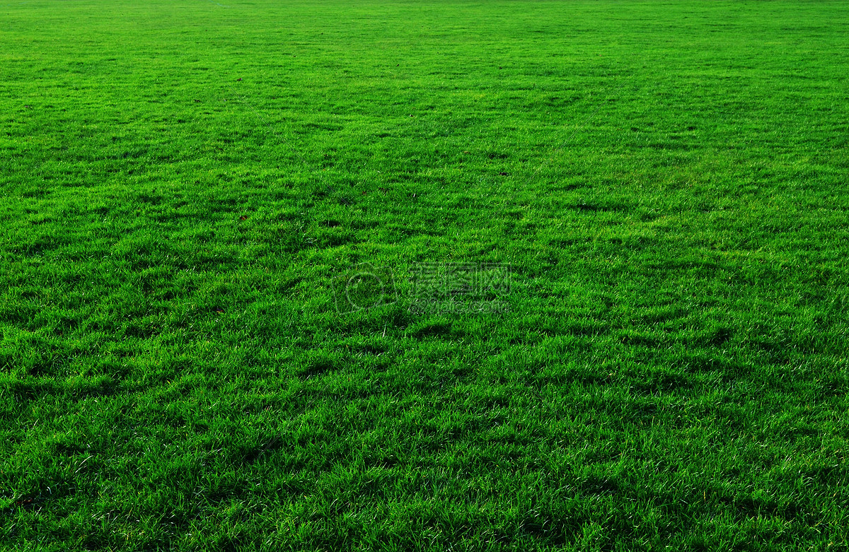 绿色草坪草地摄影图高清摄影大图-千库网