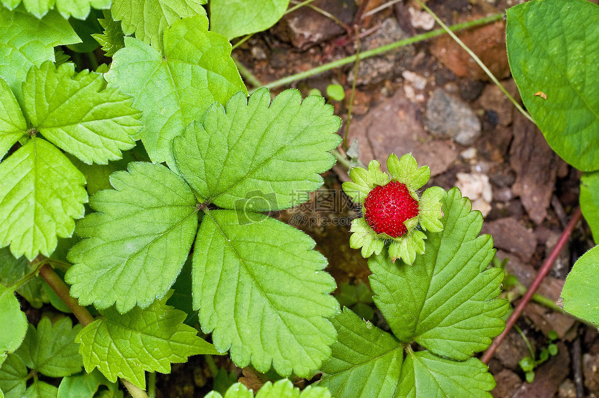 花瓣 举报 标签: 叶大自然植物模拟的草莓池绿叶绿色模拟的草莓图片