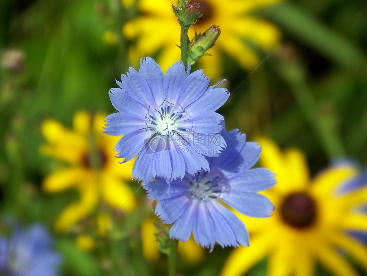 矢车菊