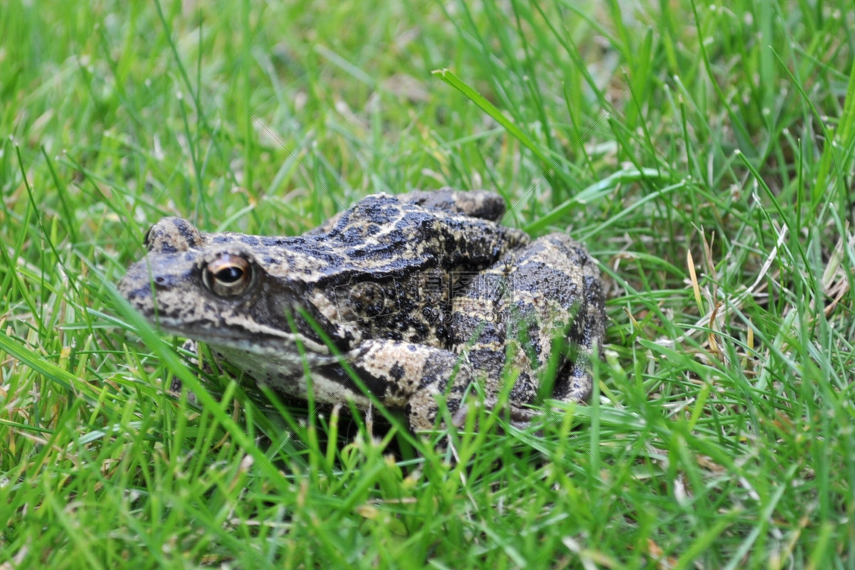 草地上的小青蛙