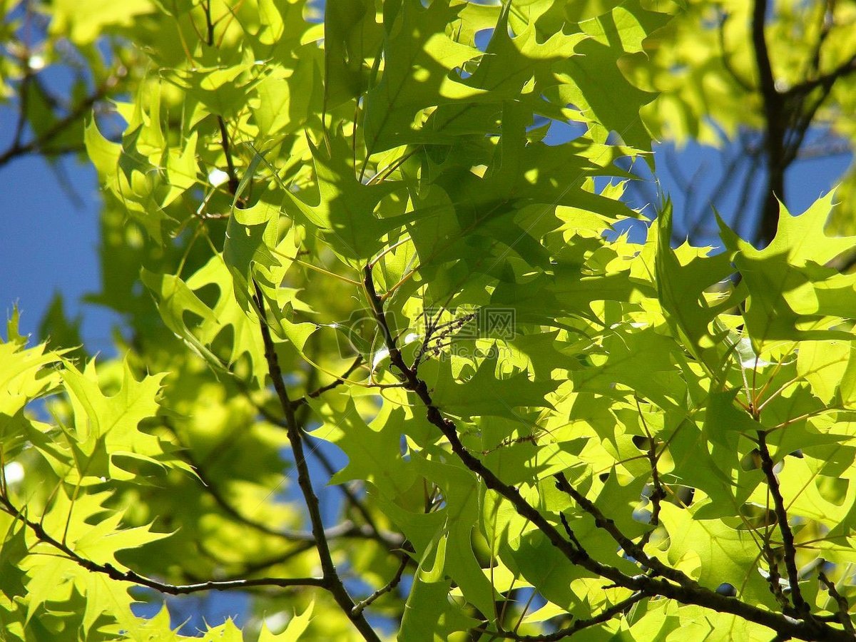阳光下的绿树图片素材_免费下载_jpg图片格式_高清_摄