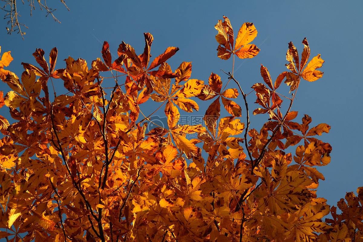 秋天的黄金树叶