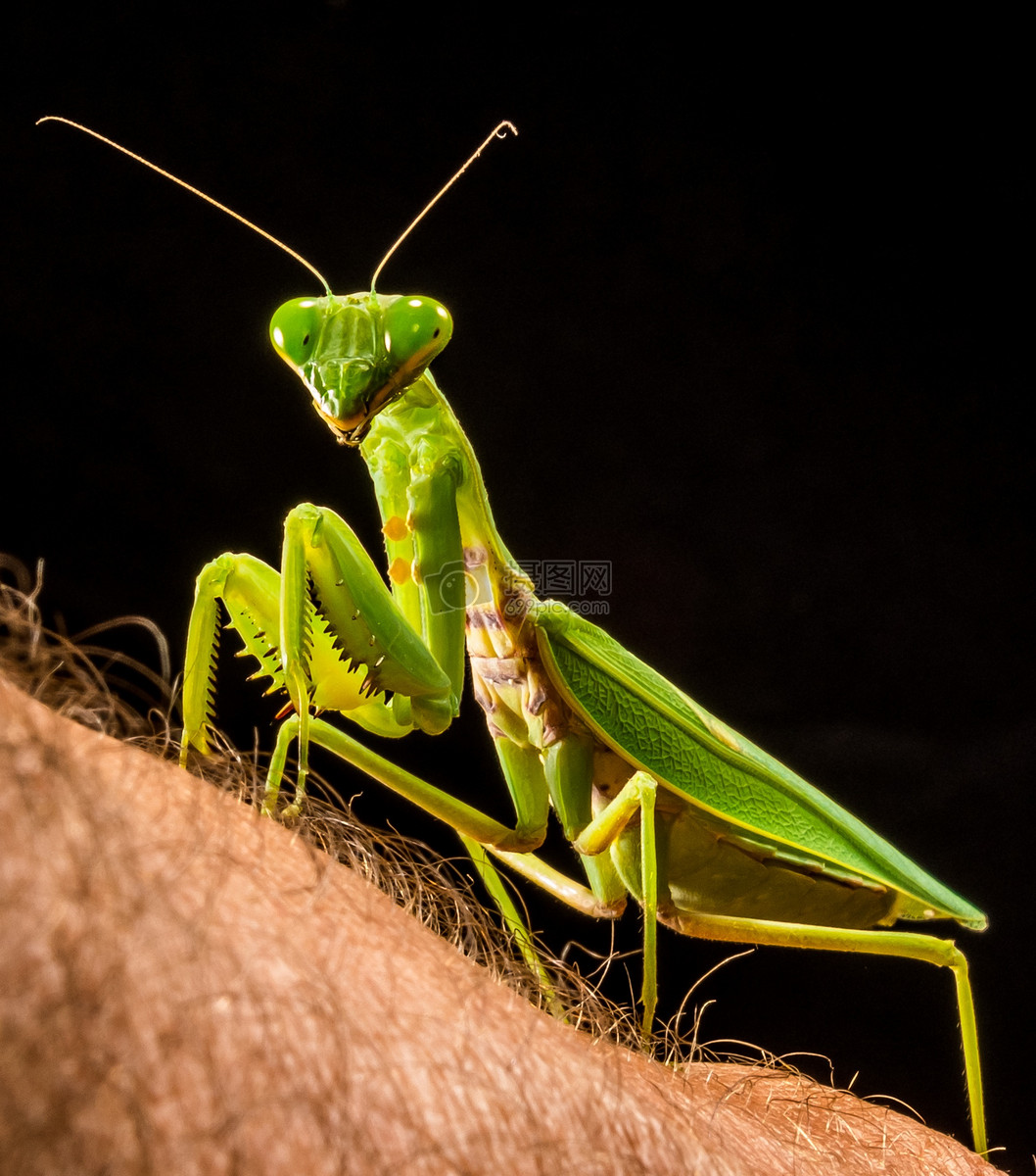 一只绿色螳螂