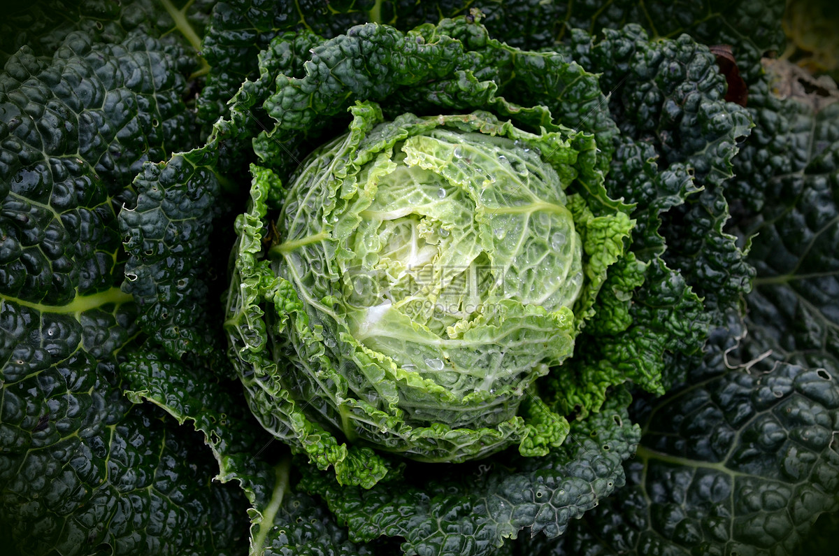 菜园里的新鲜卷心菜特写高清图片下载-正版图片248486-摄图网