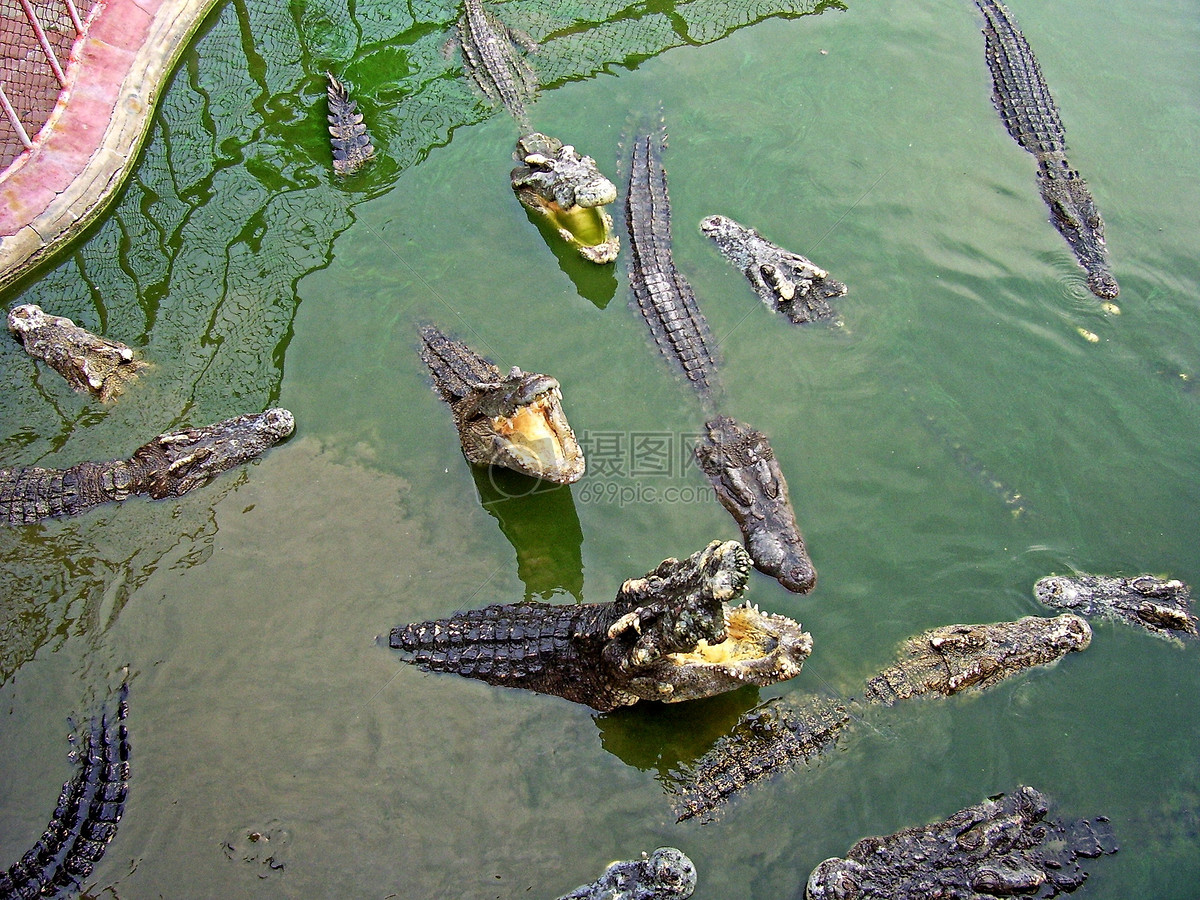水里的鳄鱼群