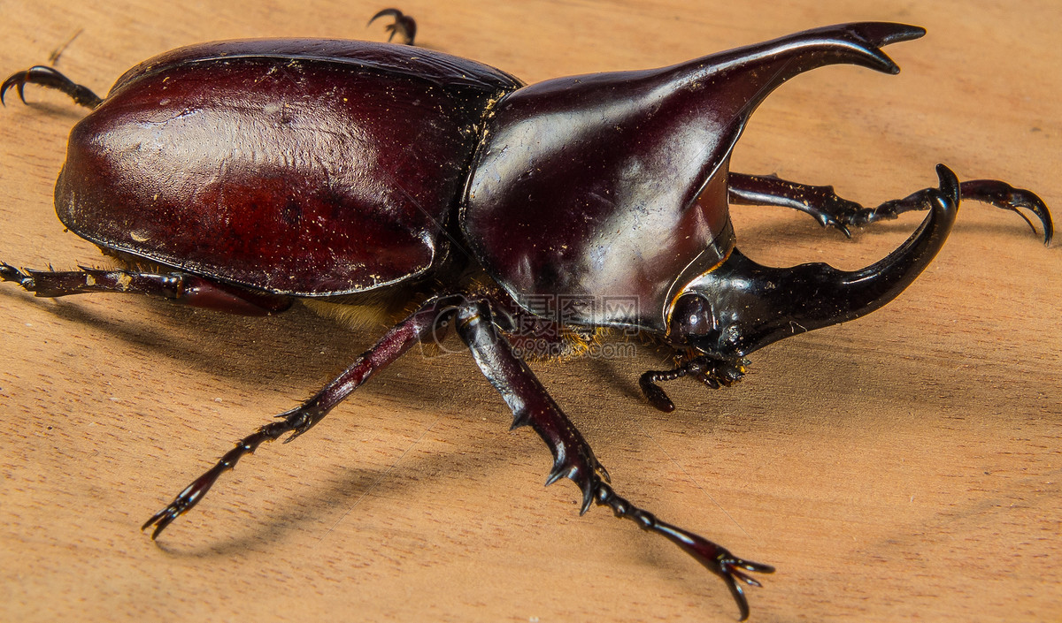 木材上的犀牛甲虫