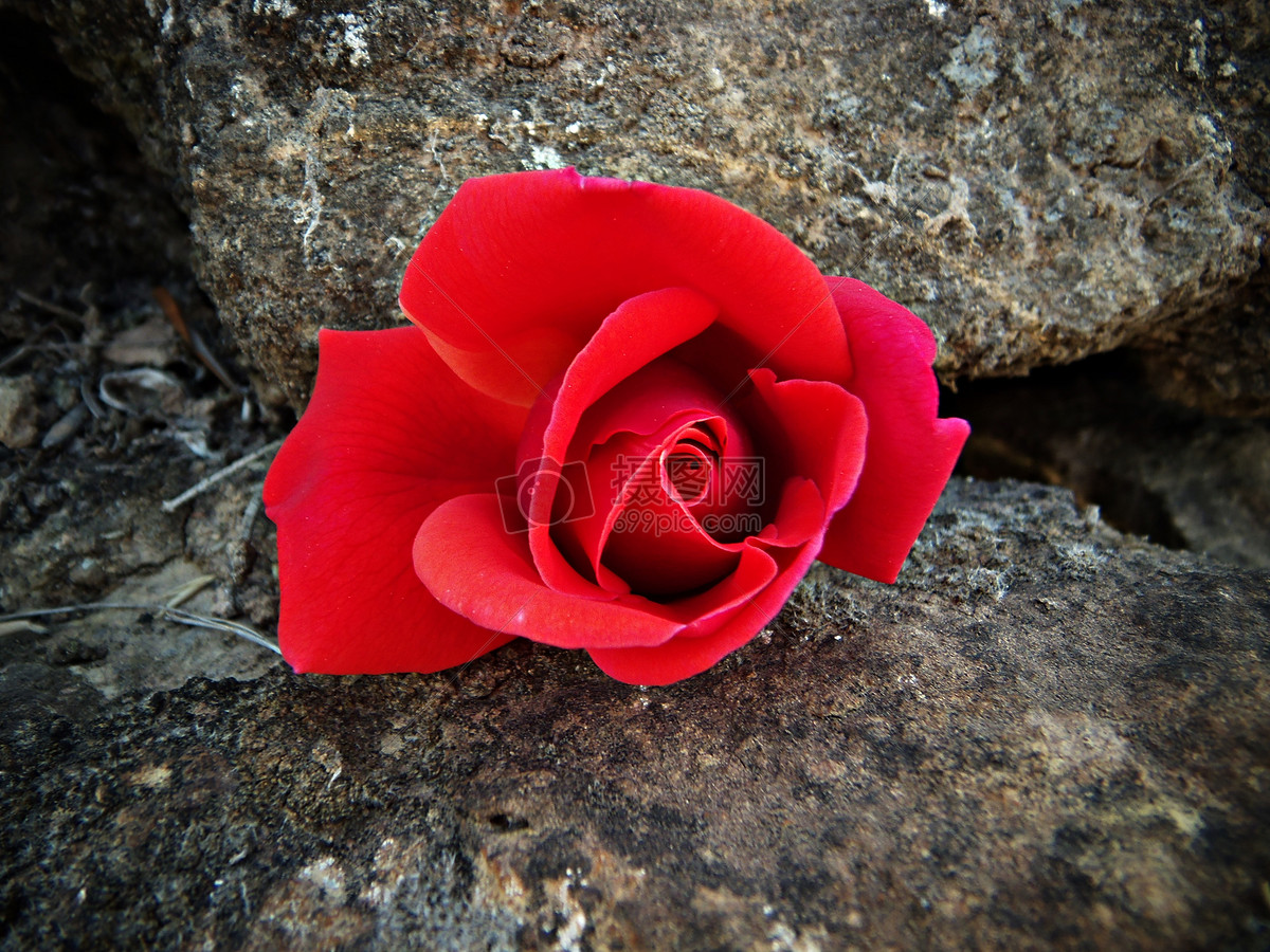 岩石上的红色玫瑰花