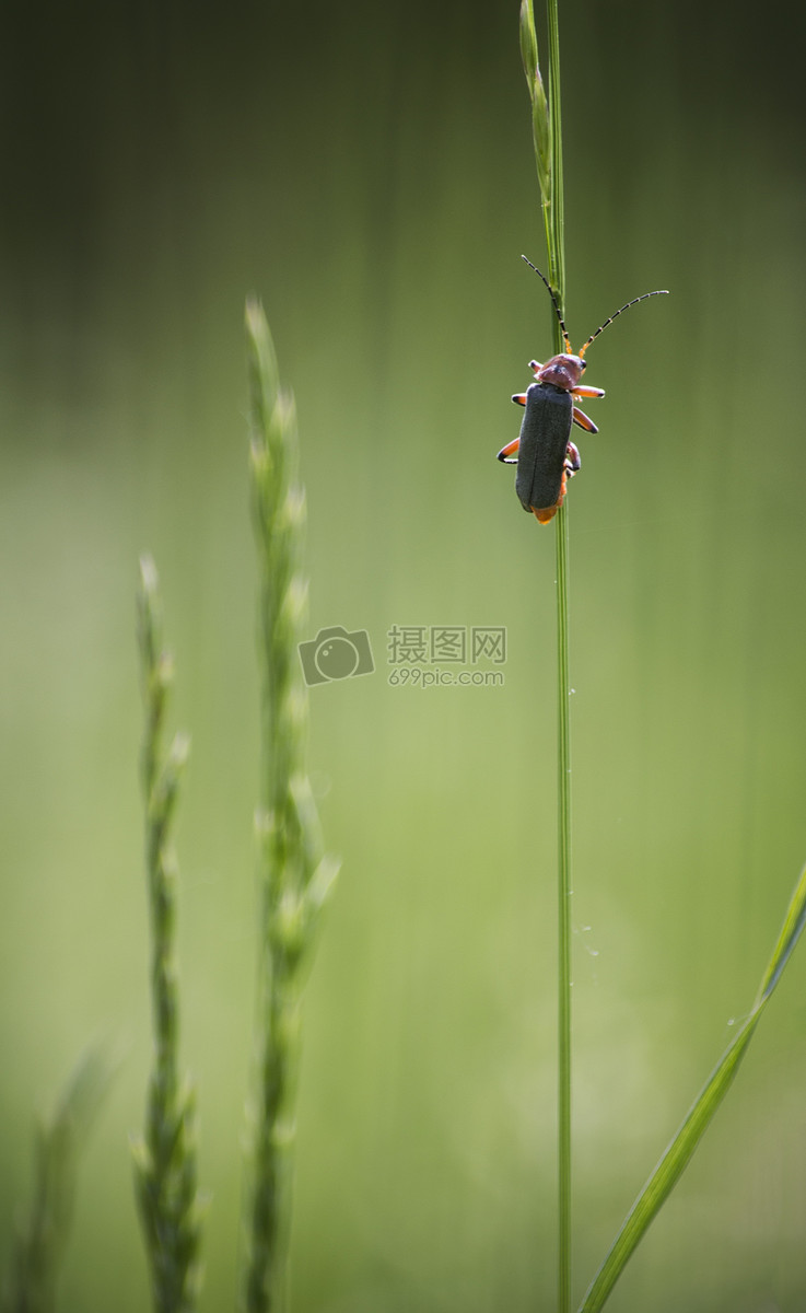 昆虫纲图片