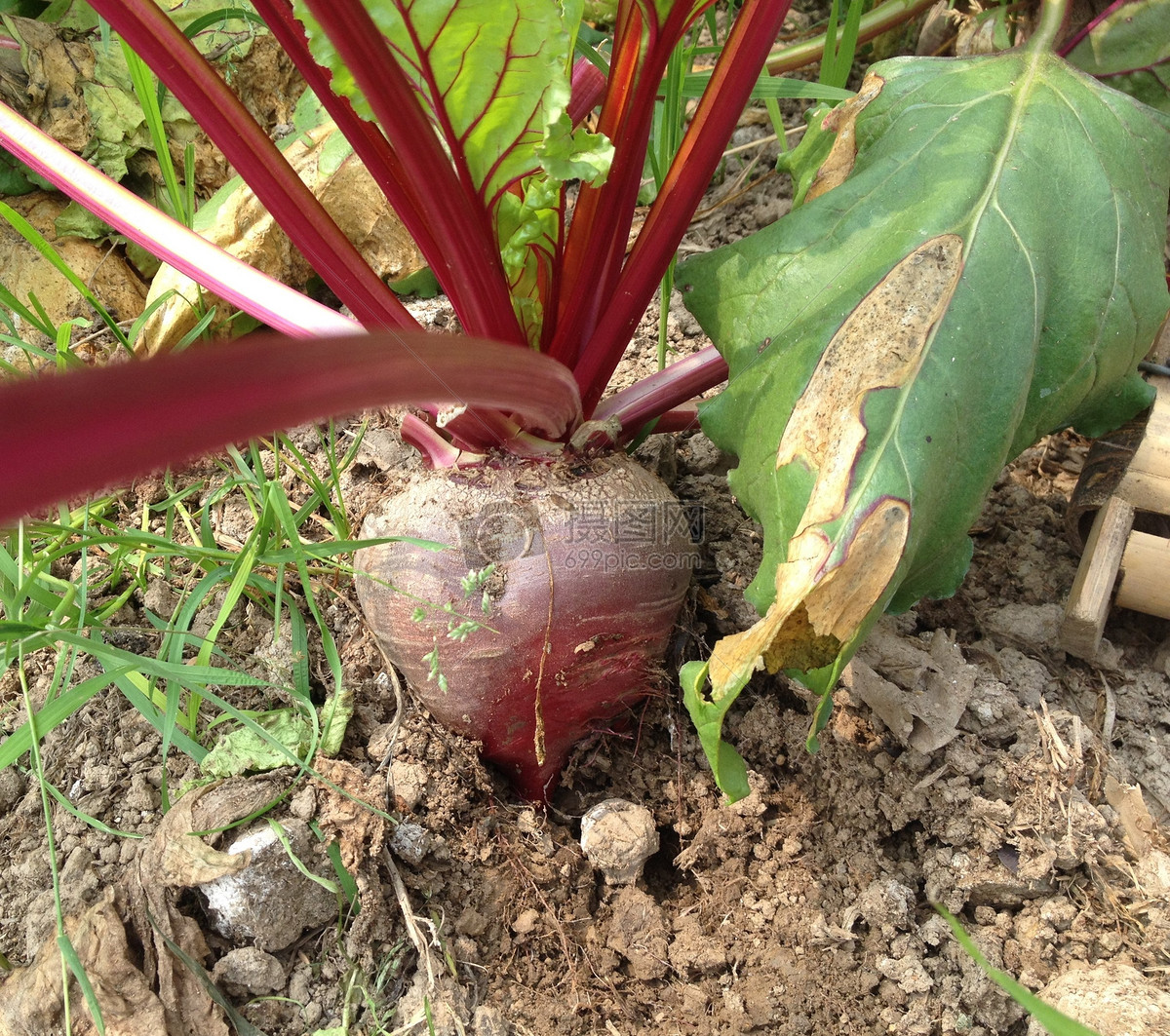 甜菜的根