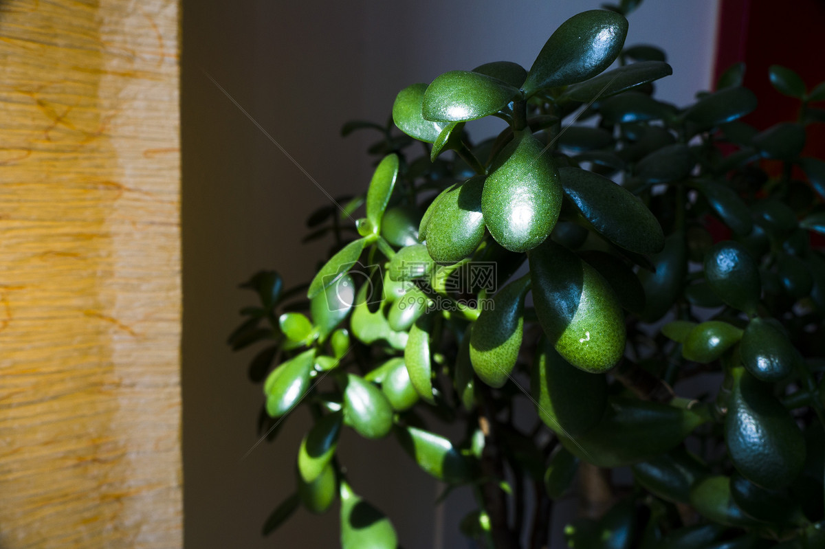 微信朋友圈 qq空间 新浪微博  花瓣 举报 标签: 多汁室内植物植物玉