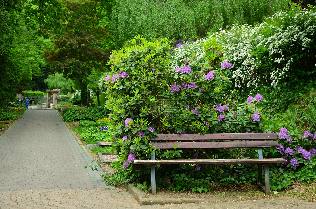 公园里的绿色植物