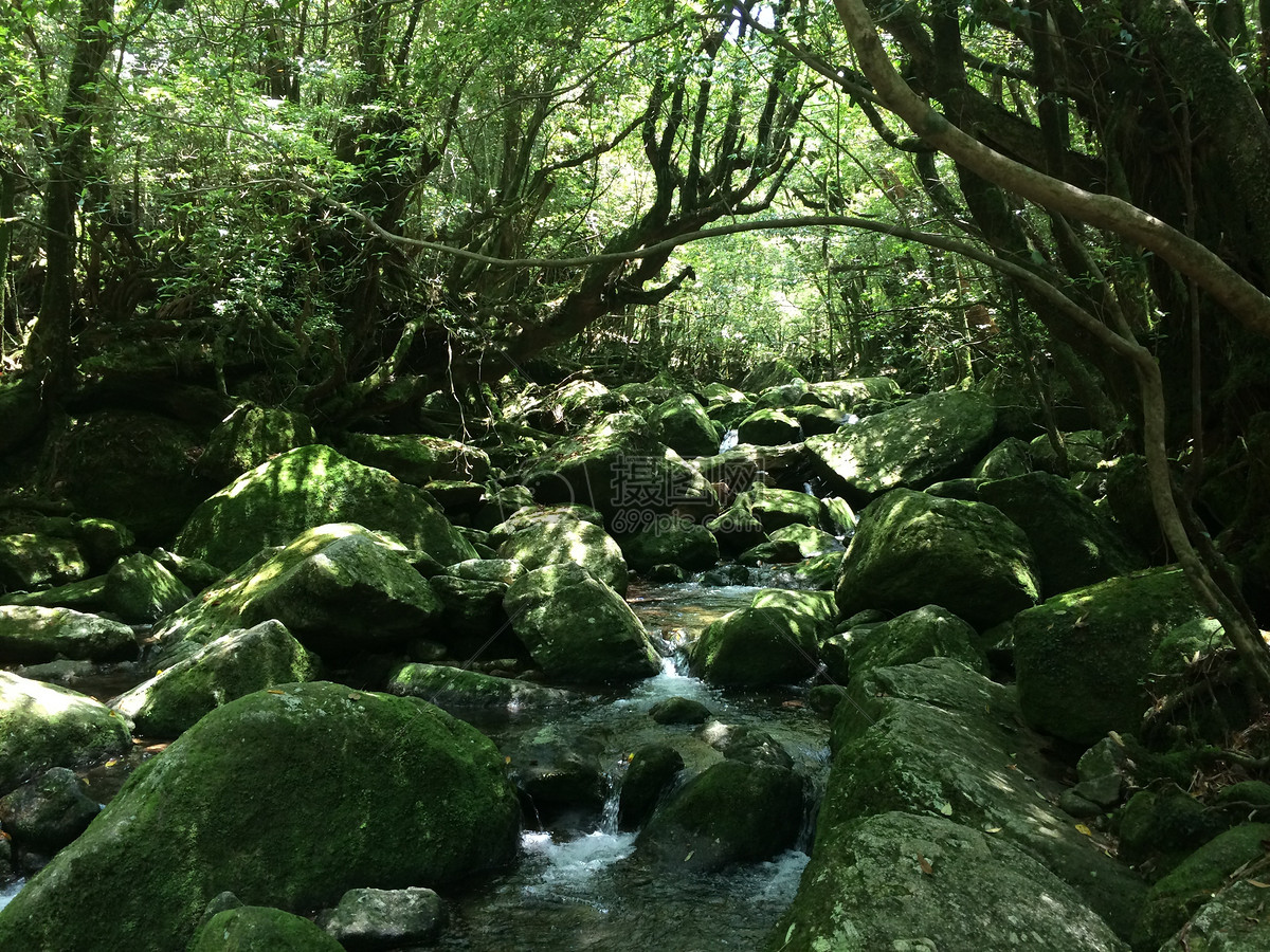 丛林深处的泉水