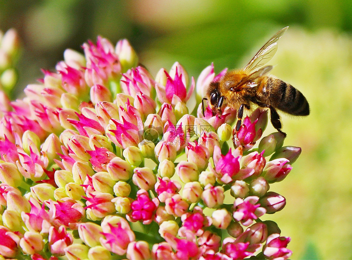 蜜蜂品种的介绍-知花蜂蜜网-,(P3),养蜂知识-蜜蜂|品种|蜂种|黑蜂|意蜂|中蜂|知花蜂蜜-中国蜂蜜行业门户网站-www.zhfengmi ...