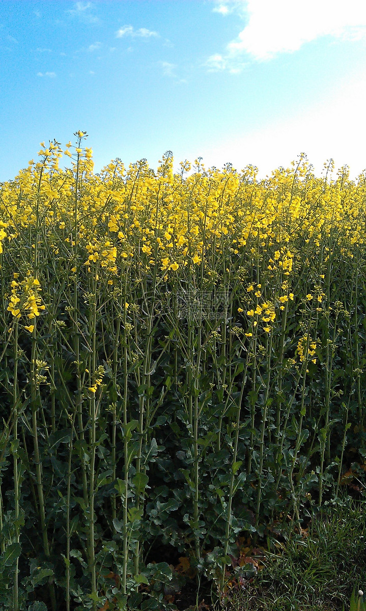 油菜籽场