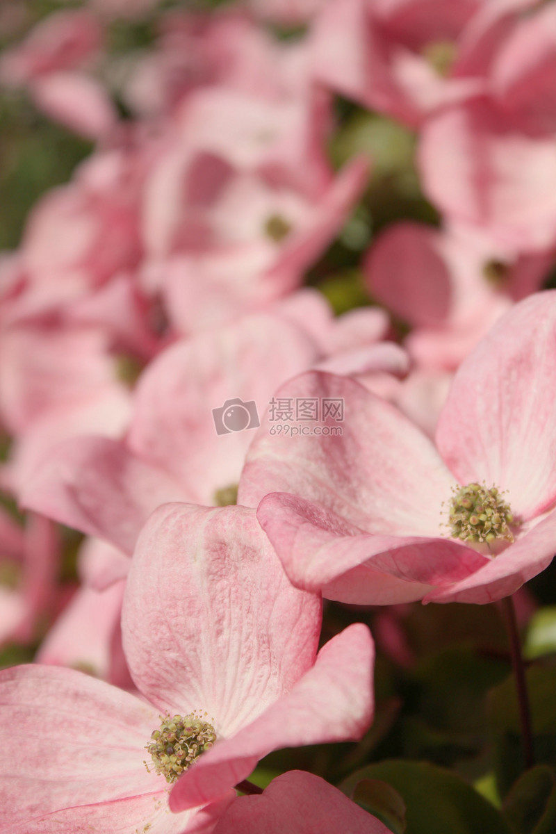 粉红山茱萸图片