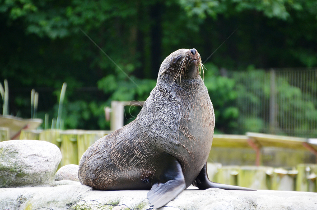 海狮