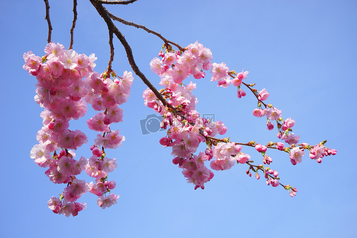 日本樱花树