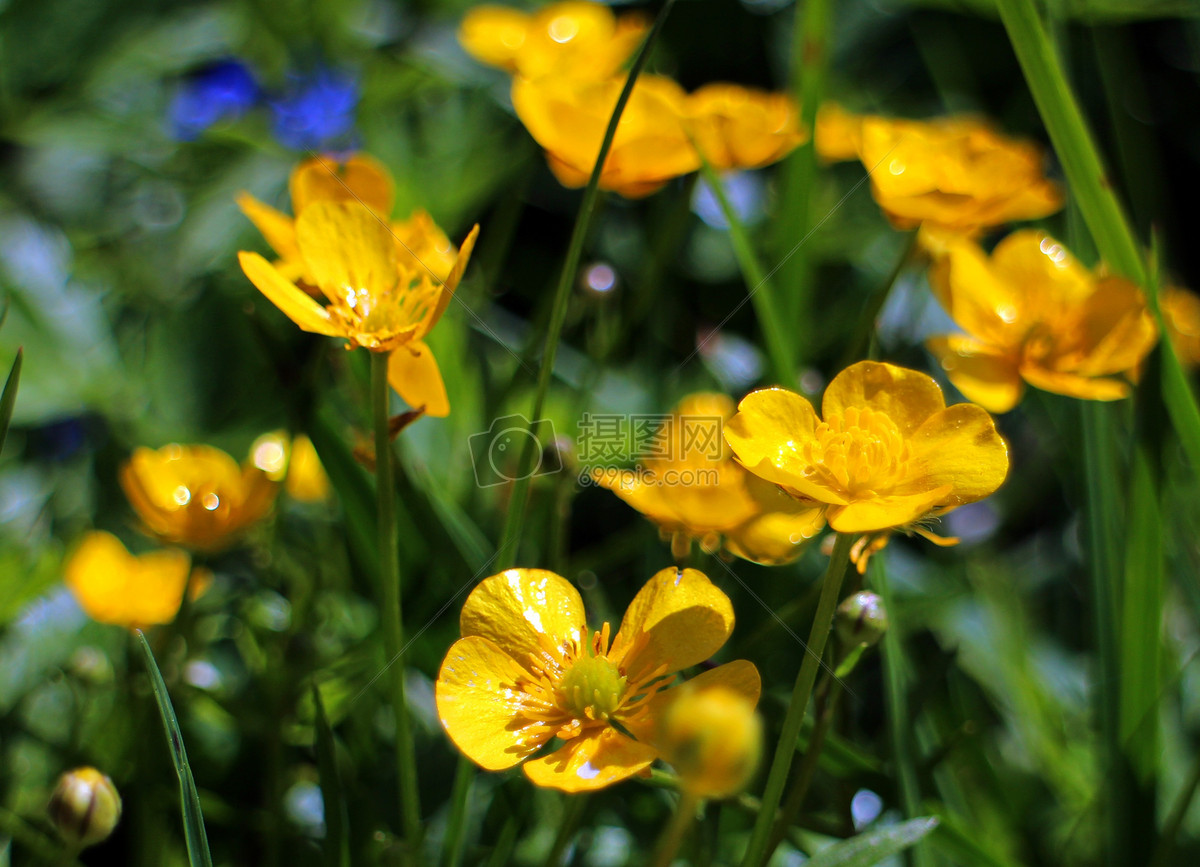 沼泽红假单胞菌 caltha