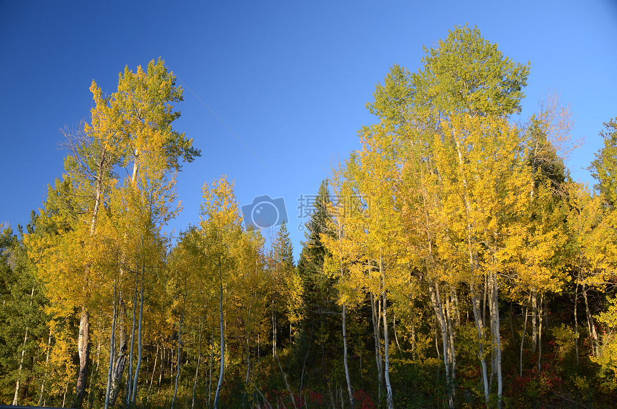 一片黄色的白桦林图片素材_免费下载_jpg图片格式_高清图片487693_摄
