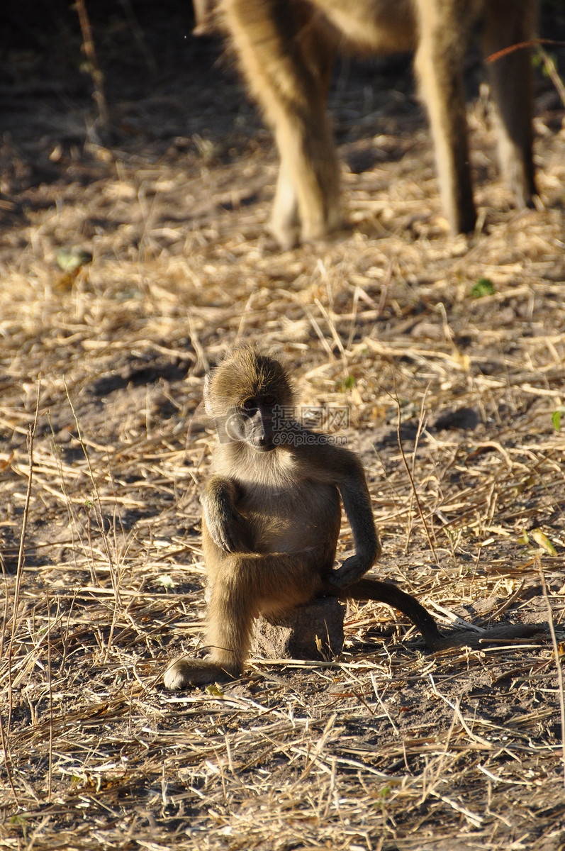 花瓣 举报 标签: 从头开始动物世界哺乳动物坐年轻的动物狒狒猴子
