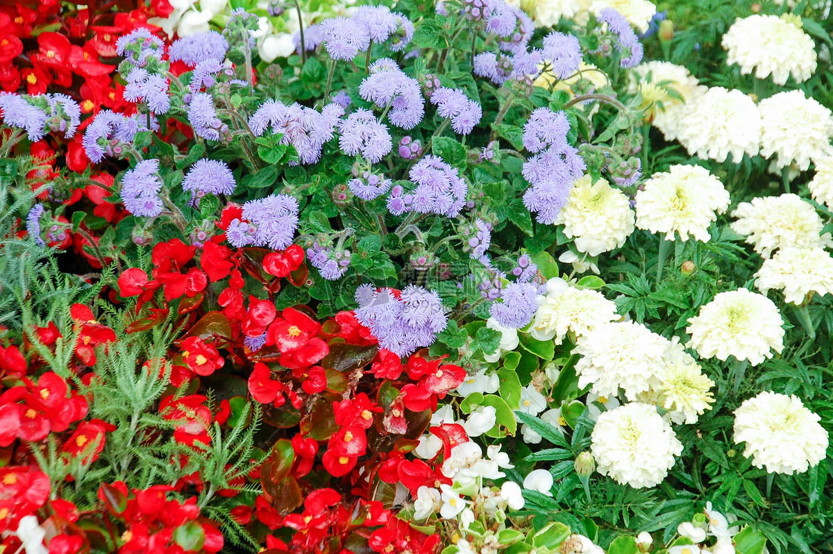 花园里的花朵