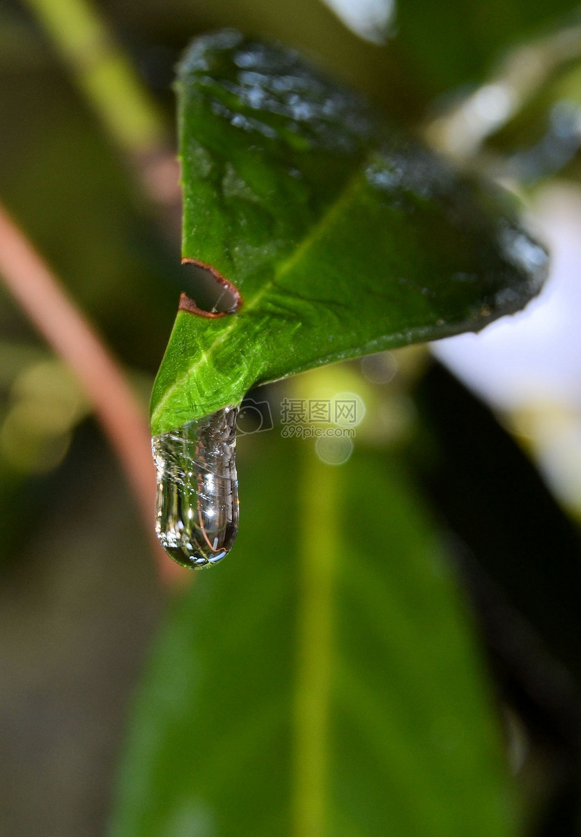 叶子上的水珠