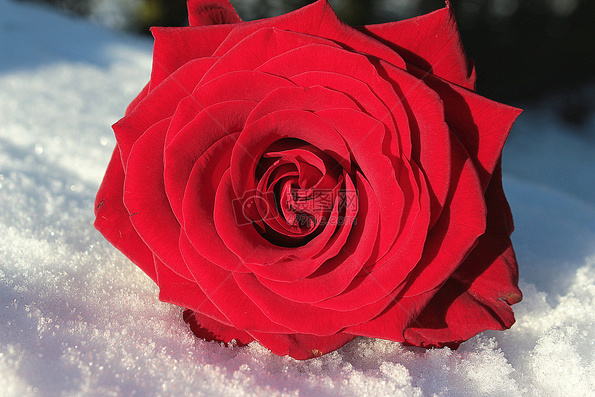 图片 照片 人物情感 雪地上的玫瑰.