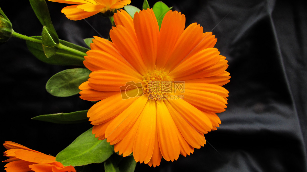 唯美图片 自然风景 橘色的花朵特写jpg