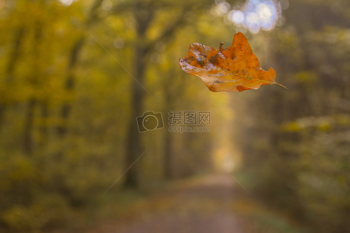 正在飘落的树叶