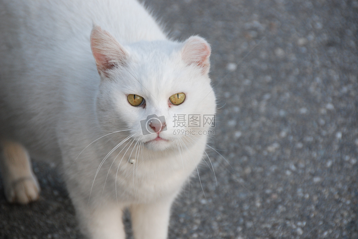 地面上的白猫