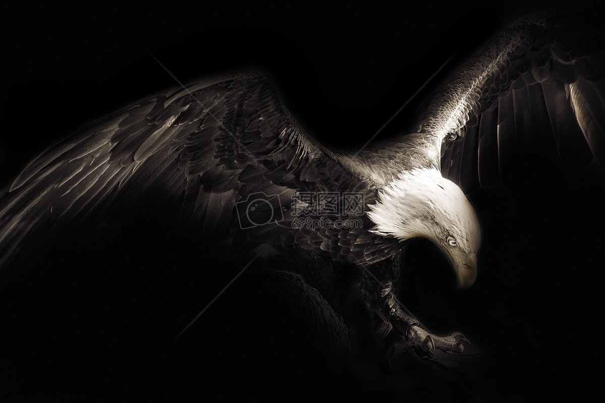 Eagle Flying HD Wallpapers - Top Free Eagle Flying HD Backgrounds - WallpaperAccess