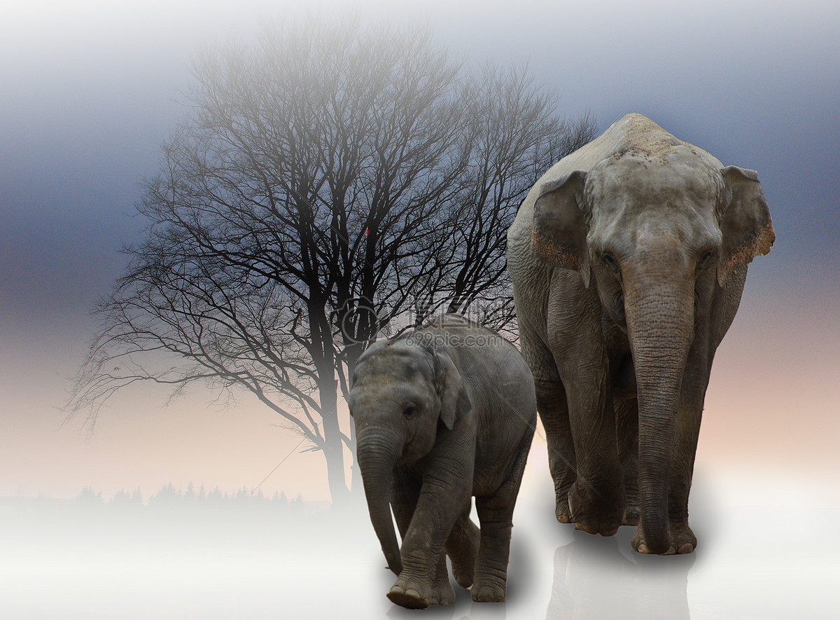 大象和小象走着
