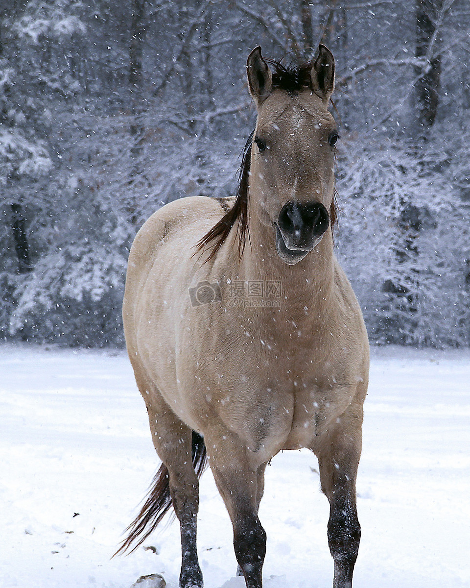 雪地里的小马