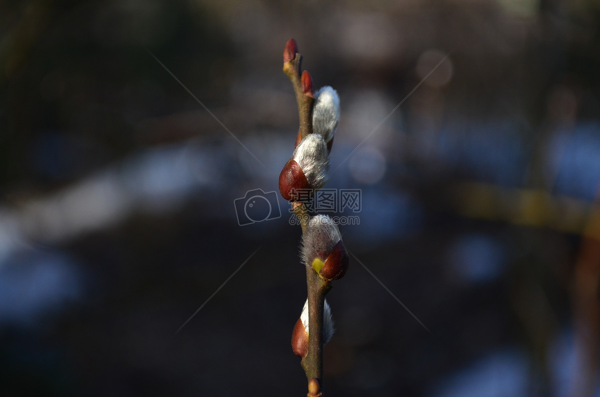 黑色背景下的枝芽