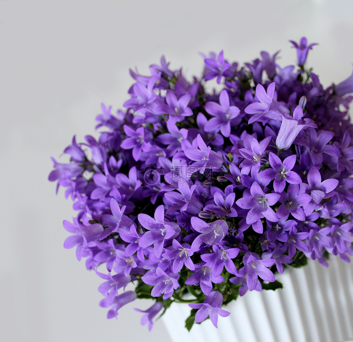 紫罗兰图片_春季的紫罗兰图片大全 - 花卉网