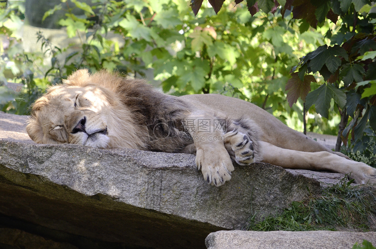 图片 照片 自然风景 躺着睡觉的小狮子.jpg