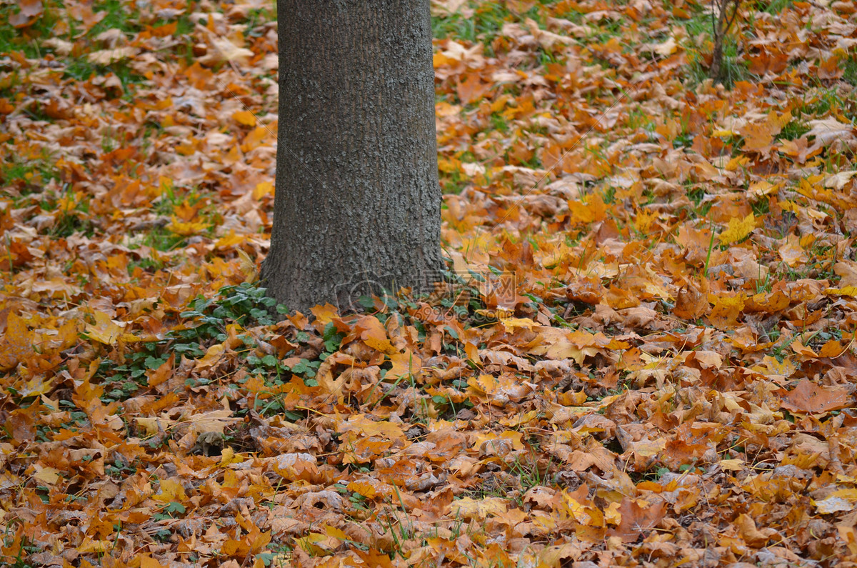 落叶中的树干