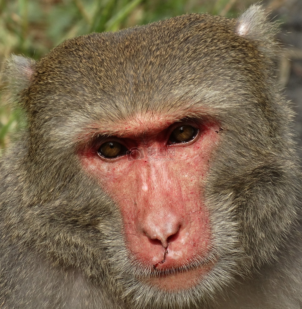猴子脸部的特写