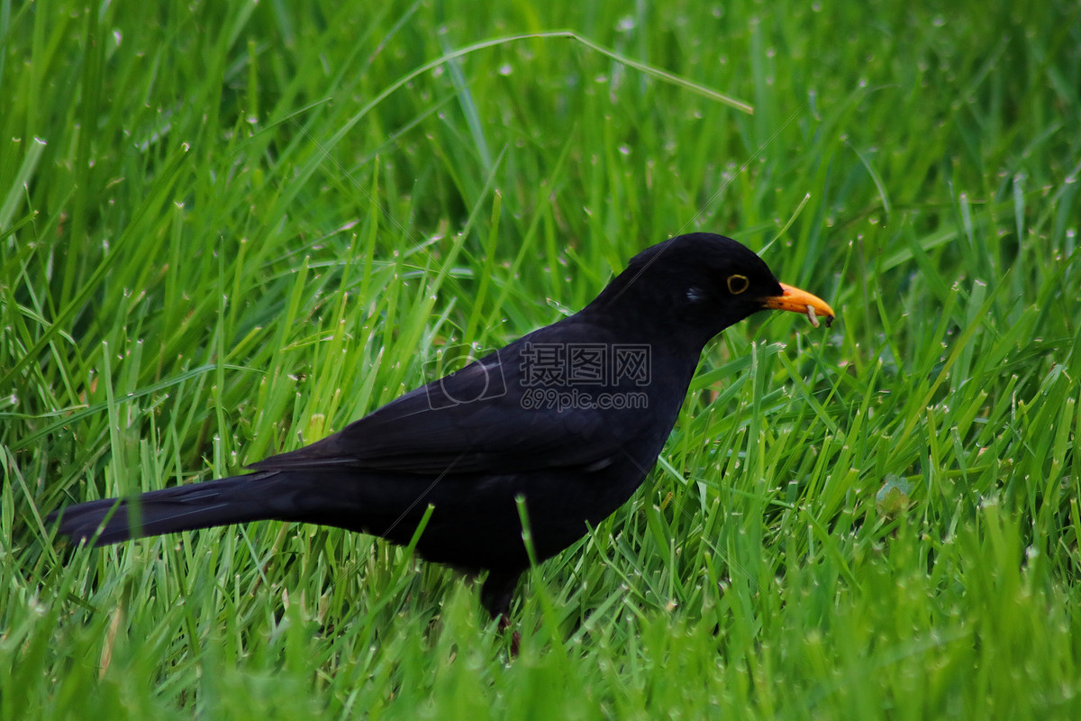 草地上的一只黑鸟图片