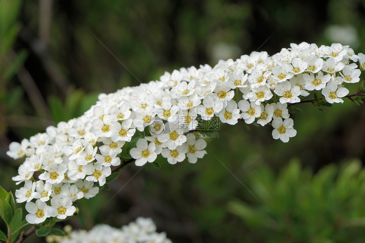一簇白色花朵