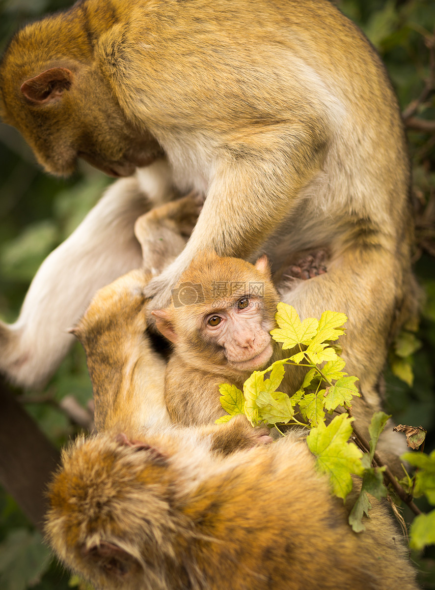 母猴子带着小猴子