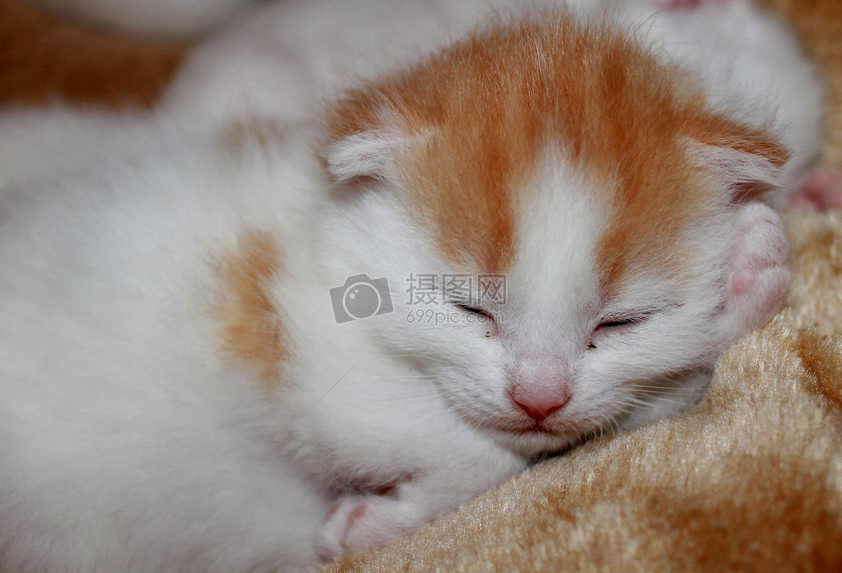 躺着睡觉的小猫摄影图片照片免费下载,正版图片编号